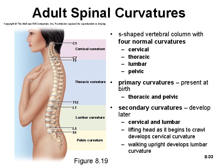 Adult Spinal Curvatures Copyright © The Mc. Graw-Hill Companies, Inc. Permission required for reproduction
