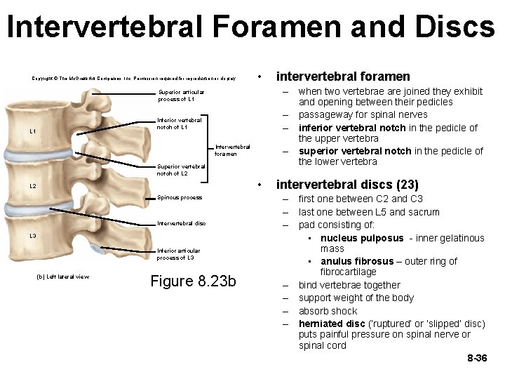 Intervertebral Foramen and Discs Copyright © The Mc. Graw-Hill Companies, Inc. Permission required for