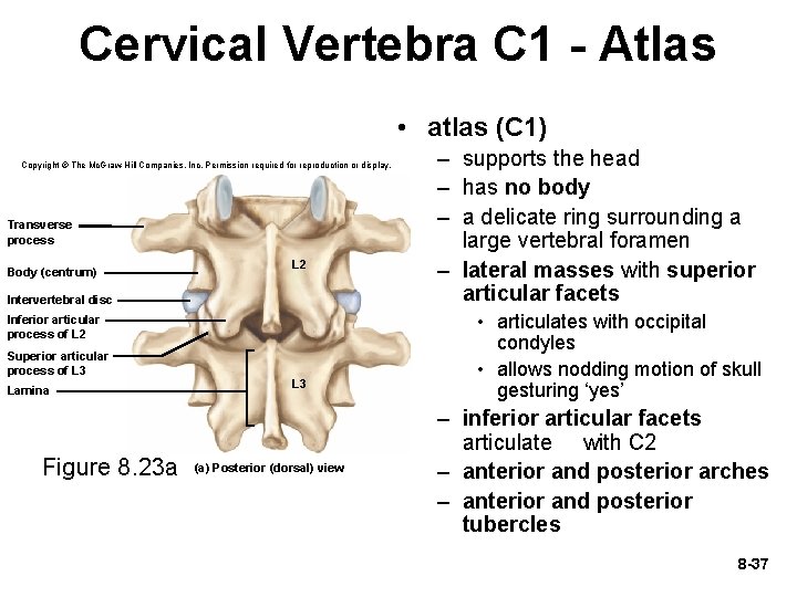 Cervical Vertebra C 1 - Atlas • atlas (C 1) Copyright © The Mc.