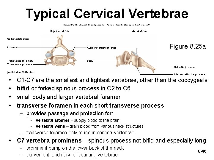 Typical Cervical Vertebrae Copyright © The Mc. Graw-Hill Companies, Inc. Permission required for reproduction