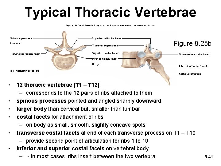 Typical Thoracic Vertebrae Copyright © The Mc. Graw-Hill Companies, Inc. Permission required for reproduction