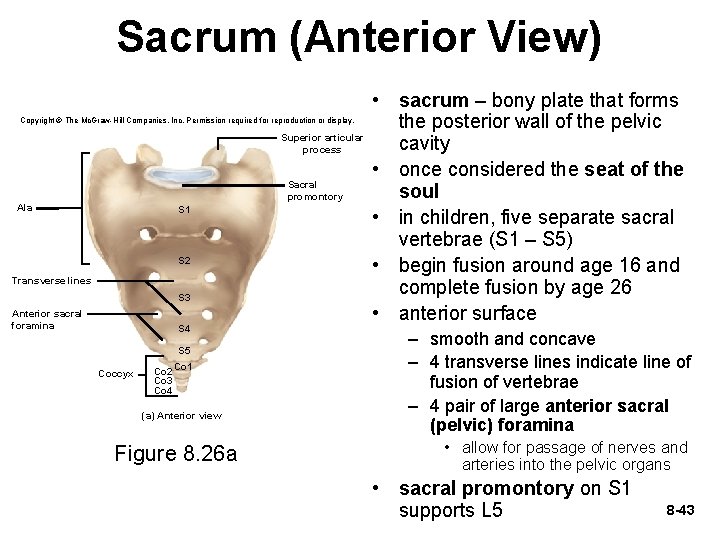 Sacrum (Anterior View) Copyright © The Mc. Graw-Hill Companies, Inc. Permission required for reproduction