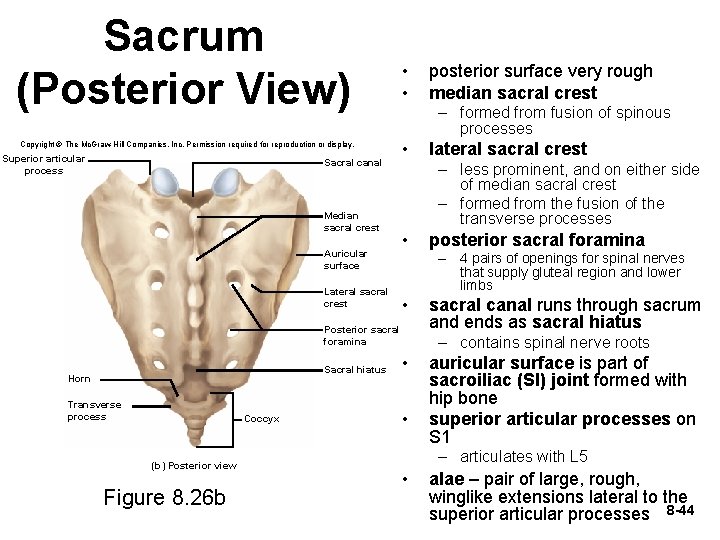 Sacrum (Posterior View) Copyright © The Mc. Graw-Hill Companies, Inc. Permission required for reproduction