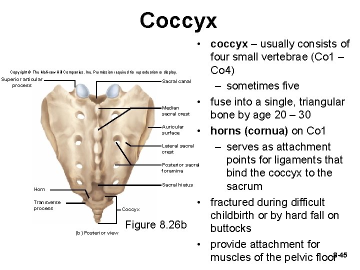 Coccyx • coccyx – usually consists of four small vertebrae (Co 1 – Co