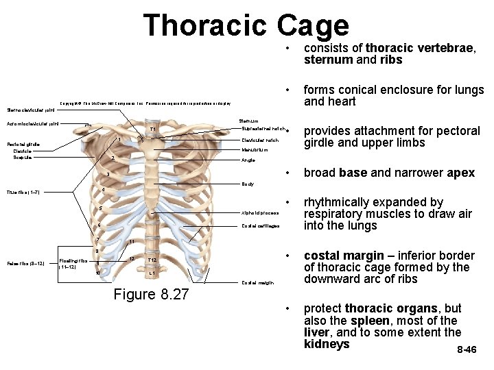 Thoracic Cage • consists of thoracic vertebrae, sternum and ribs • forms conical enclosure