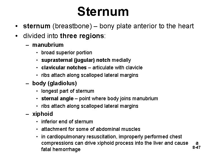 Sternum • sternum (breastbone) – bony plate anterior to the heart • divided into