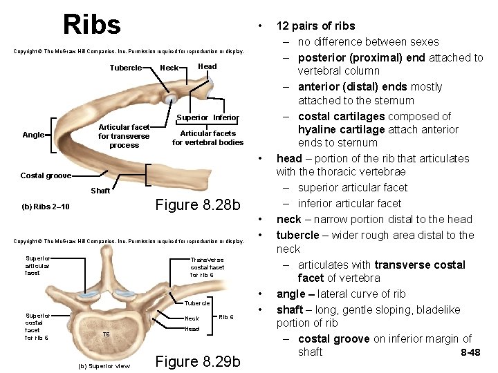 Ribs • Copyright © The Mc. Graw-Hill Companies, Inc. Permission required for reproduction or