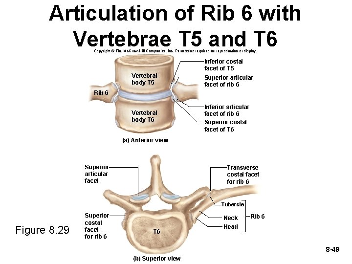 Articulation of Rib 6 with Vertebrae T 5 and T 6 Copyright © The