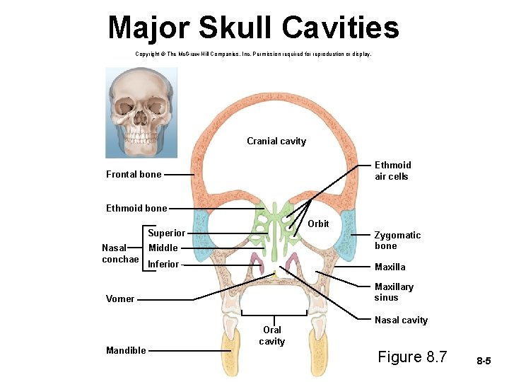 Major Skull Cavities Copyright © The Mc. Graw-Hill Companies, Inc. Permission required for reproduction