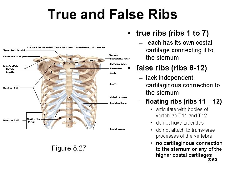 True and False Ribs • true ribs (ribs 1 to 7) Copyright © The