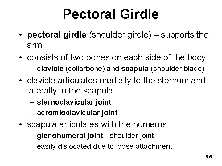 Pectoral Girdle • pectoral girdle (shoulder girdle) – supports the arm • consists of