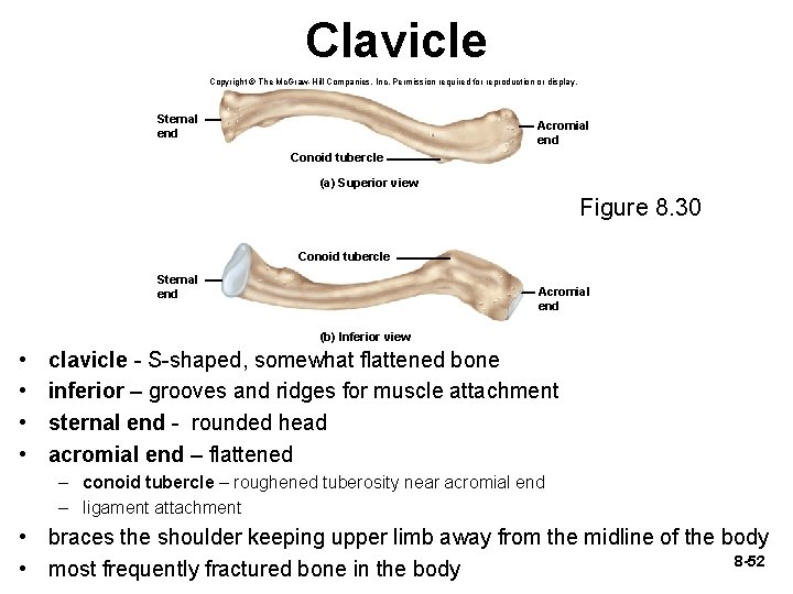 Clavicle Copyright © The Mc. Graw-Hill Companies, Inc. Permission required for reproduction or display.