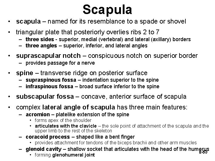 Scapula • scapula – named for its resemblance to a spade or shovel •