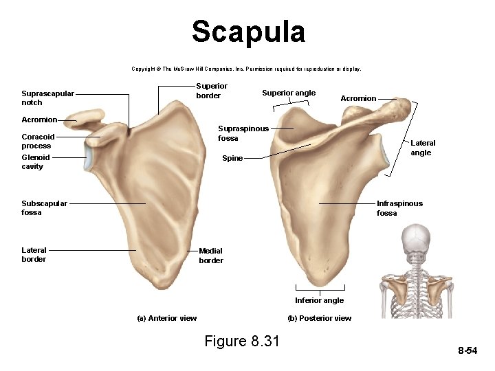 Scapula Copyright © The Mc. Graw-Hill Companies, Inc. Permission required for reproduction or display.