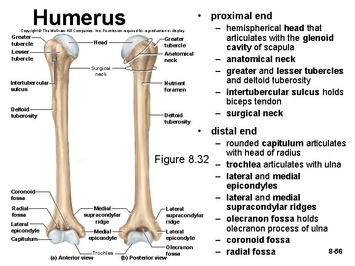 Humerus • proximal end Copyright © The Mc. Graw-Hill Companies, Inc. Permission required for