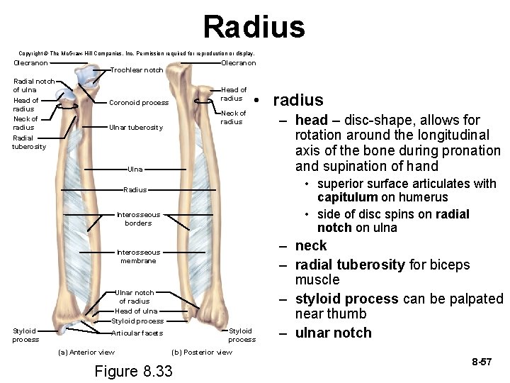 Radius Copyright © The Mc. Graw-Hill Companies, Inc. Permission required for reproduction or display.