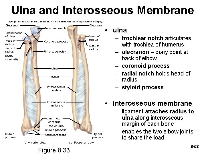 Ulna and Interosseous Membrane Copyright © The Mc. Graw-Hill Companies, Inc. Permission required for