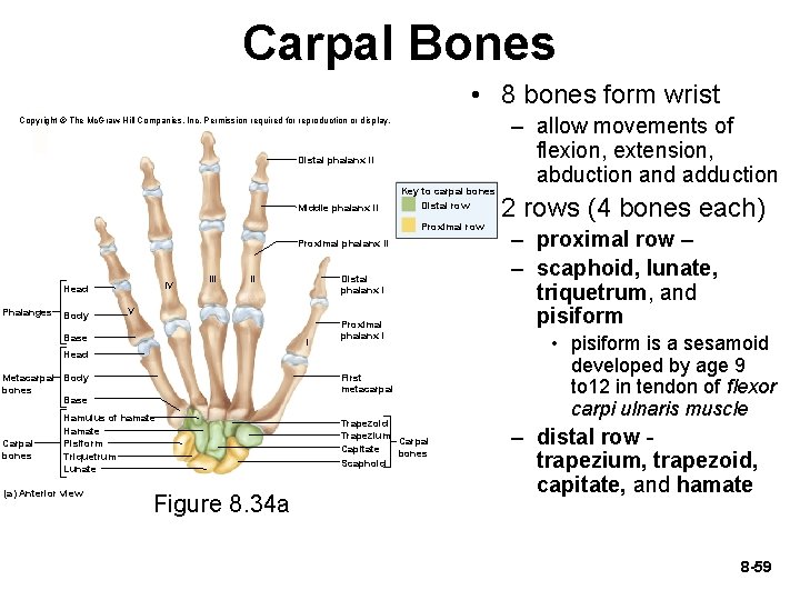 Carpal Bones • 8 bones form wrist Copyright © The Mc. Graw-Hill Companies, Inc.