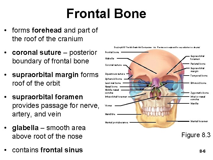 Frontal Bone • forms forehead and part of the roof of the cranium •