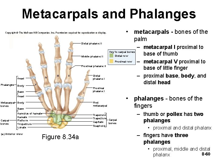 Metacarpals and Phalanges • metacarpals - bones of the palm Copyright © The Mc.