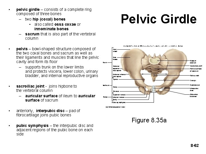  • • pelvic girdle – consists of a complete ring composed of three