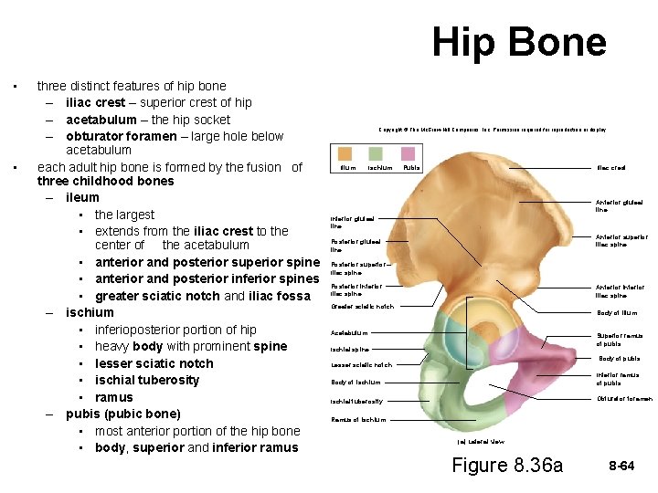 Hip Bone • • three distinct features of hip bone – iliac crest –