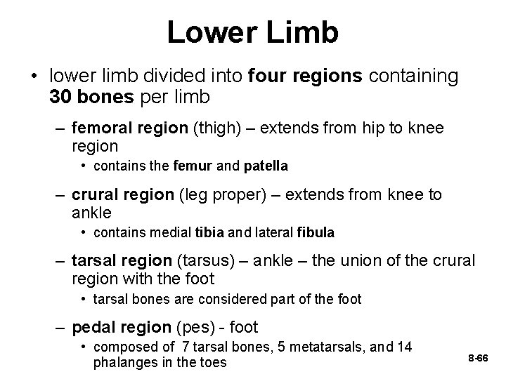 Lower Limb • lower limb divided into four regions containing 30 bones per limb