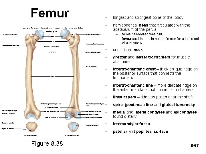 Femur Copyright © The Mc. Graw-Hill Companies, Inc. Permission required for reproduction or display.