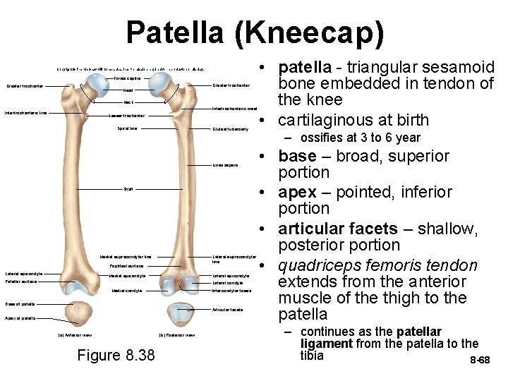 Patella (Kneecap) Copyright © The Mc. Graw-Hill Companies, Inc. Permission required for reproduction or