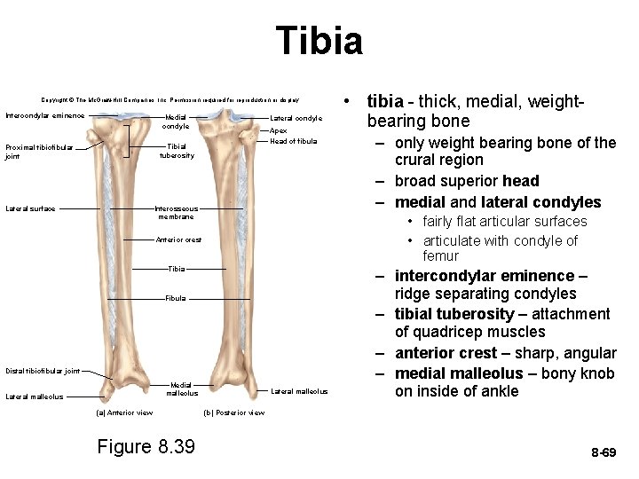 Tibia Copyright © The Mc. Graw-Hill Companies, Inc. Permission required for reproduction or display.