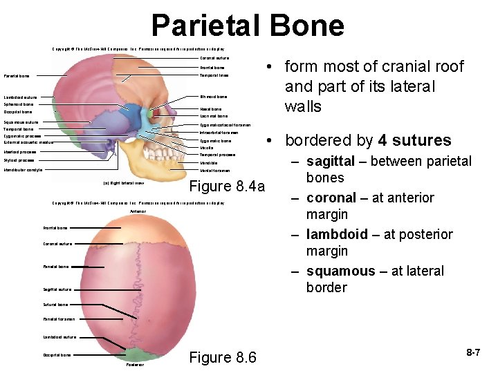 Parietal Bone Copyright © The Mc. Graw-Hill Companies, Inc. Permission required for reproduction or