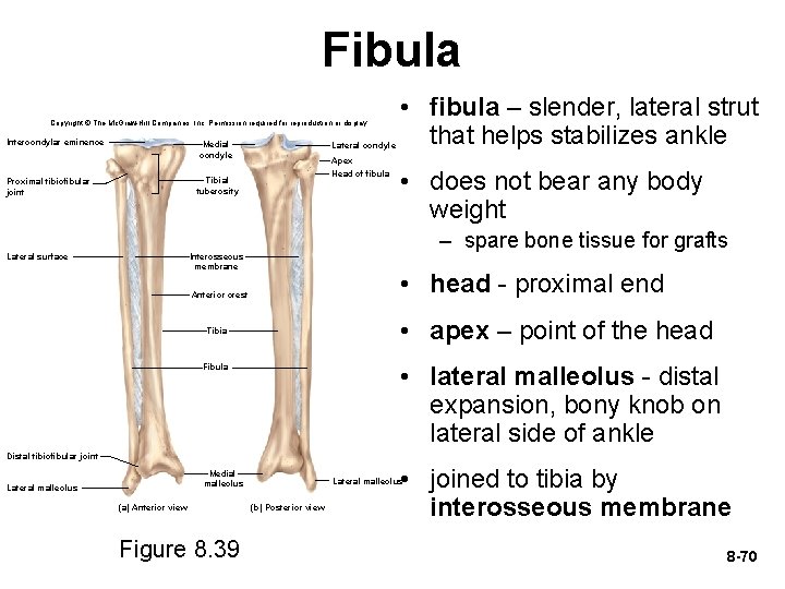 Fibula Copyright © The Mc. Graw-Hill Companies, Inc. Permission required for reproduction or display.