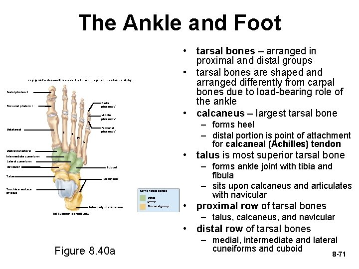 The Ankle and Foot • tarsal bones – arranged in proximal and distal groups