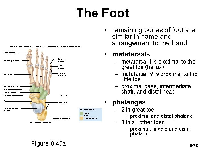 The Foot • remaining bones of foot are similar in name and arrangement to