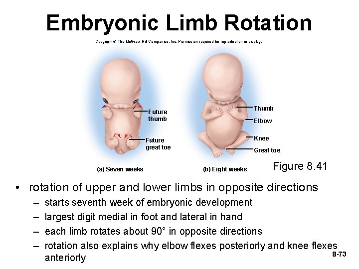 Embryonic Limb Rotation Copyright © The Mc. Graw-Hill Companies, Inc. Permission required for reproduction