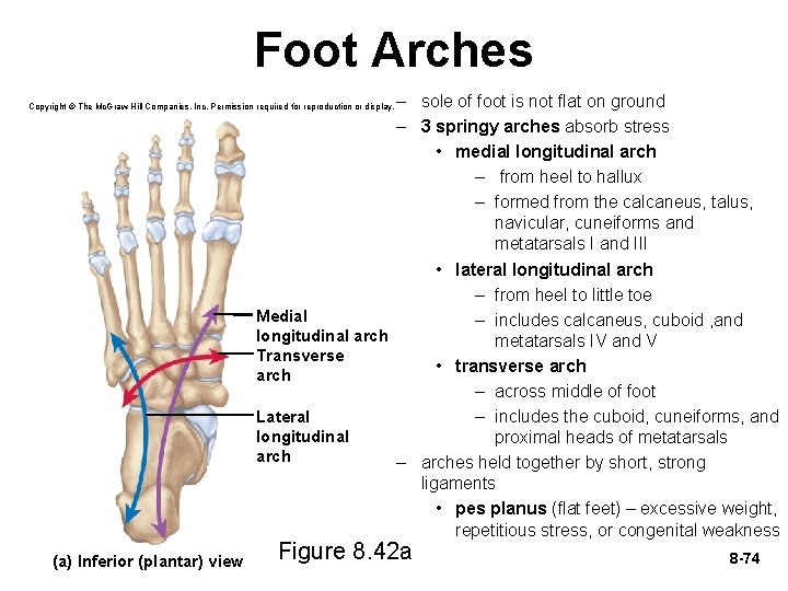 Foot Arches – sole of foot is not flat on ground – 3 springy