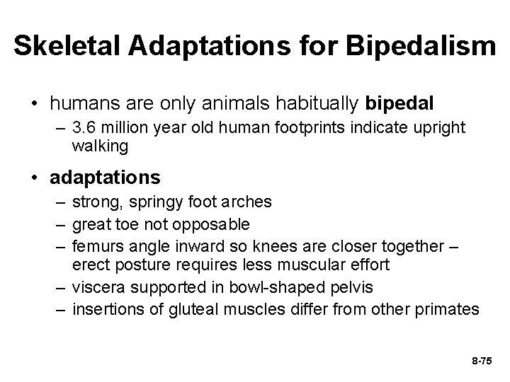 Skeletal Adaptations for Bipedalism • humans are only animals habitually bipedal – 3. 6