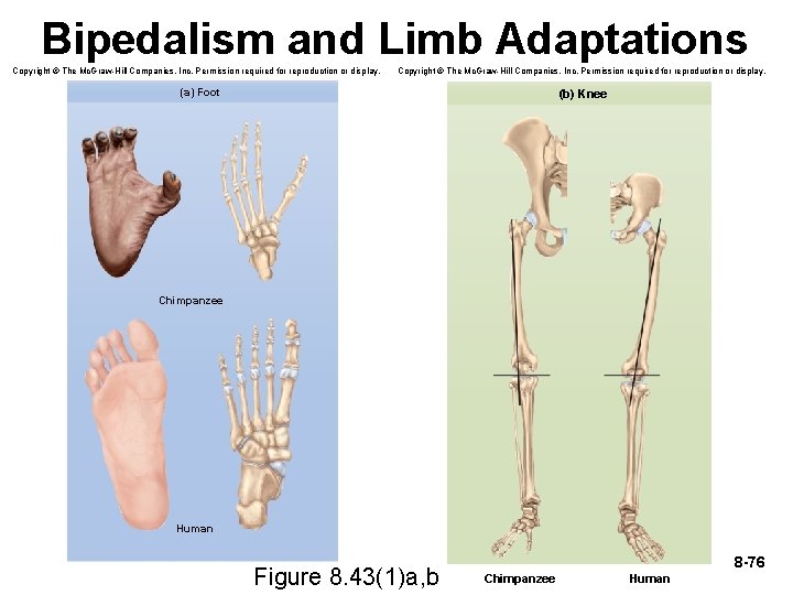 Bipedalism and Limb Adaptations Copyright © The Mc. Graw-Hill Companies, Inc. Permission required for