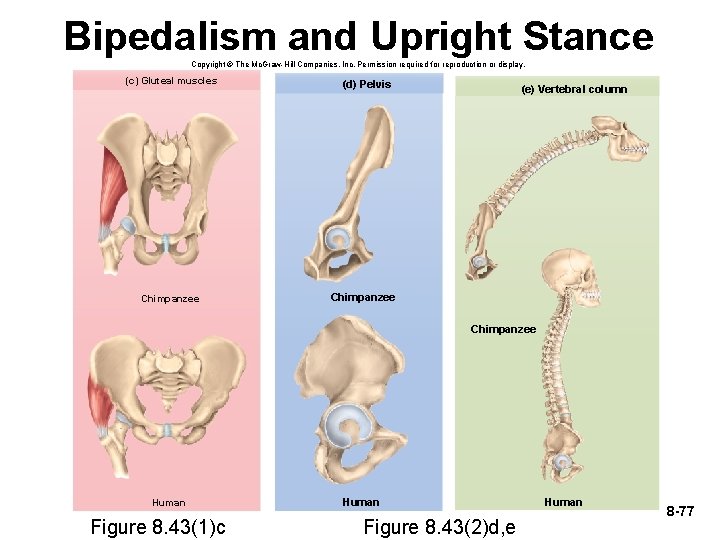 Bipedalism and Upright Stance Copyright © The Mc. Graw-Hill Companies, Inc. Permission required for