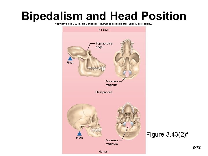 Bipedalism and Head Position Copyright © The Mc. Graw-Hill Companies, Inc. Permission required for