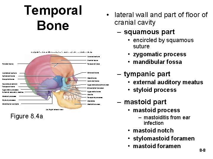 Temporal Bone • lateral wall and part of floor of cranial cavity – squamous