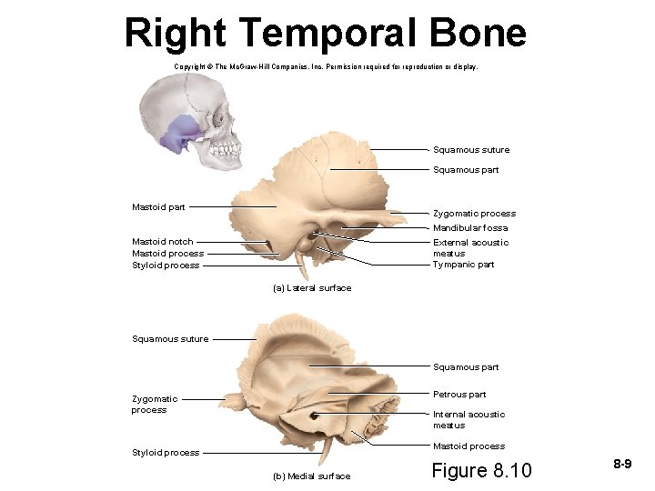 Right Temporal Bone Copyright © The Mc. Graw-Hill Companies, Inc. Permission required for reproduction