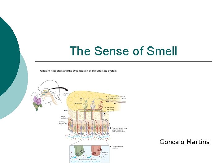 The Sense of Smell Gonçalo Martins 
