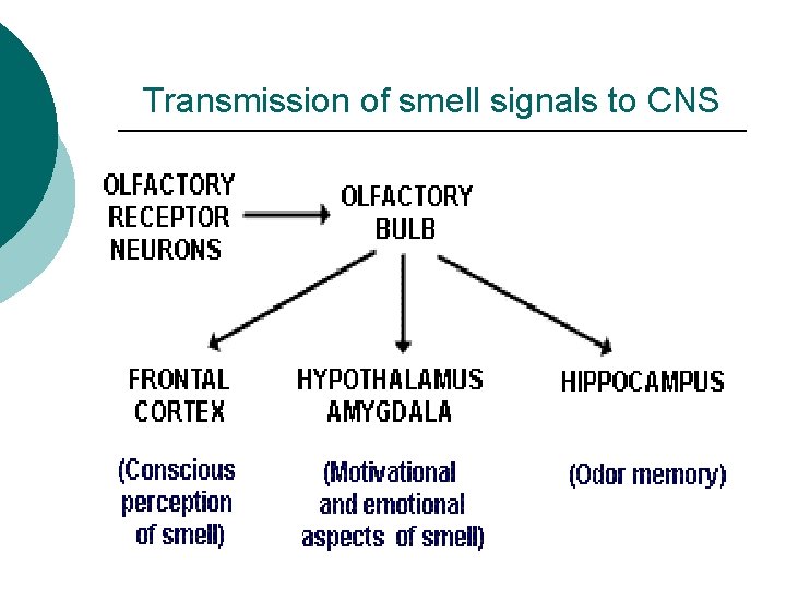 Transmission of smell signals to CNS 