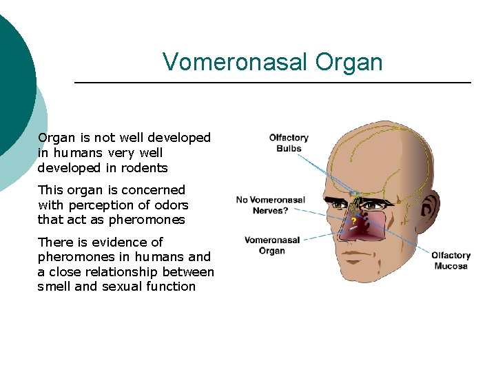 Vomeronasal Organ is not well developed in humans very well developed in rodents This