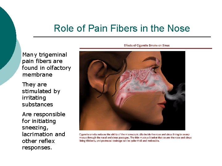 Role of Pain Fibers in the Nose Many trigeminal pain fibers are found in