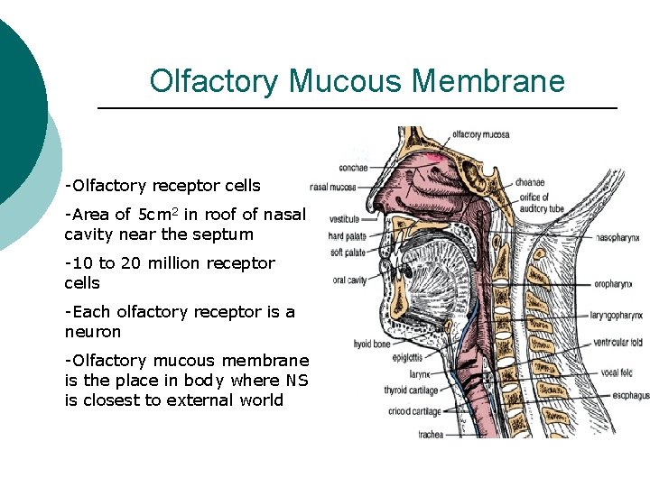 Olfactory Mucous Membrane -Olfactory receptor cells -Area of 5 cm 2 in roof of