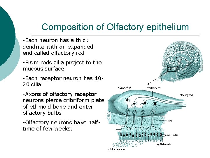 Composition of Olfactory epithelium -Each neuron has a thick dendrite with an expanded end