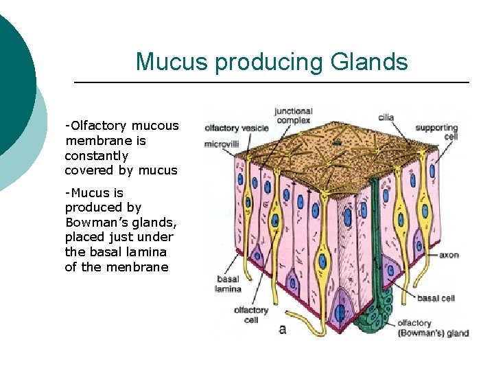 Mucus producing Glands -Olfactory mucous membrane is constantly covered by mucus -Mucus is produced