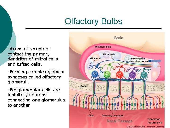 Olfactory Bulbs -Axons of receptors contact the primary dendrites of mitral cells and tufted